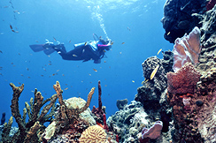 SAN PEDRO (Belize) –  GREAT BLUE HOLE – Turneffe Reef – SAN PEDRO von 