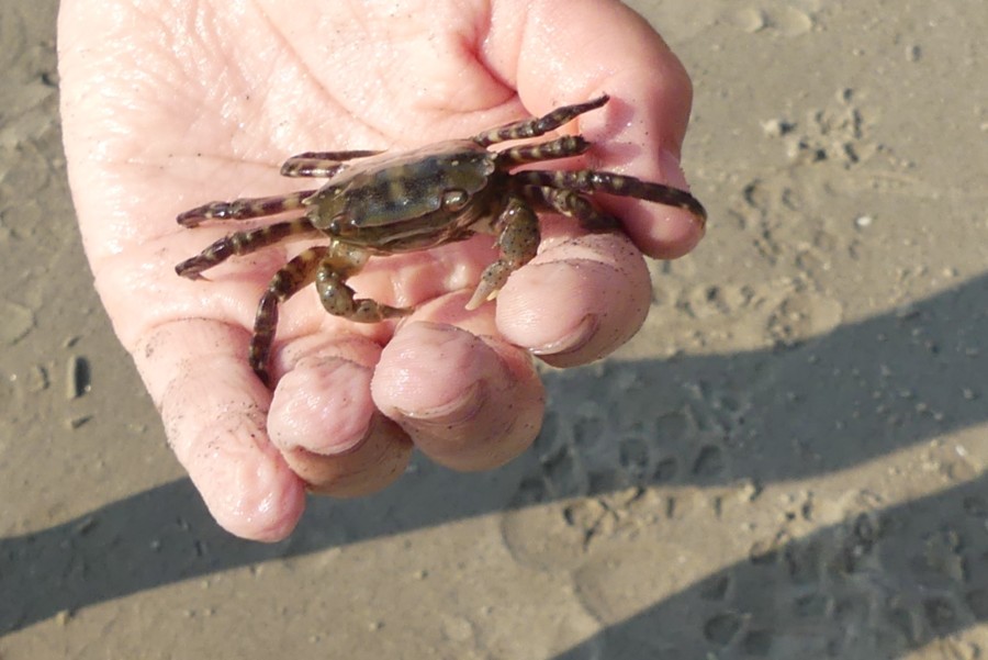 Familiensegeln im IJsselmeer von 