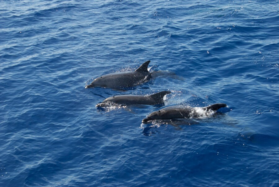 Dolphins in the Atlantic off Madeira