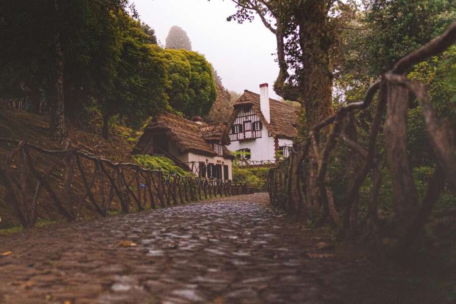 Forest path in the laurel forest on Madeira