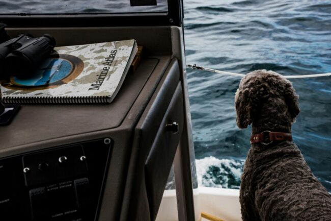 hund_beim_segeln Dog on a sailing boat