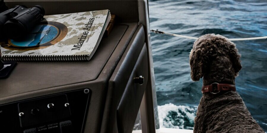 hund_beim_segeln Hund auf Segelboot