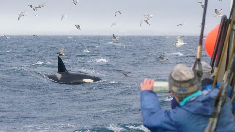 Lofoten & Northern Norway 2028 | Sailing voyage Bodø–Tromsø with whales & northern lights by