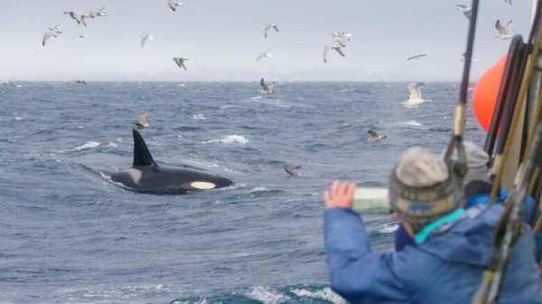 Wal- und Nordlicht-Expedition in Nord-Norwegen ab Tromsø – mit Guide von 