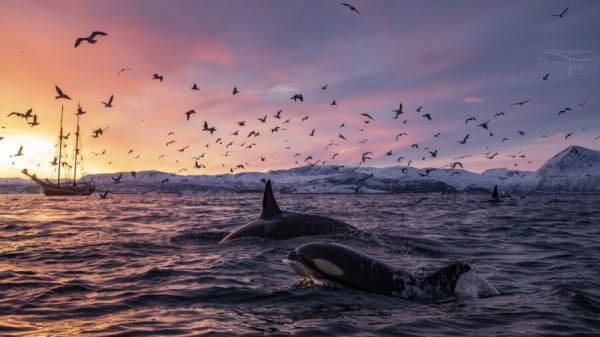Wal- und Nordlicht-Expedition in Nord-Norwegen ab Tromsø – mit Guide von Rederij van Linschoten