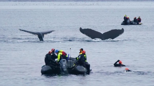 Wal- und Nordlicht-Expedition in Nord-Norwegen ab Tromsø – mit Guide von 