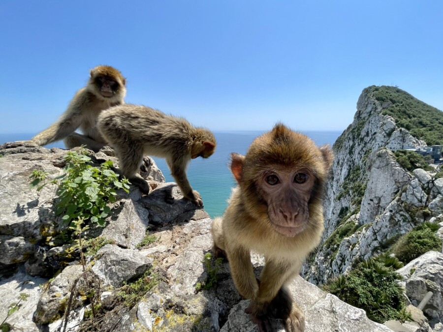 Catamaran sailing trip from Ibiza via Gibraltar to Tenerife by