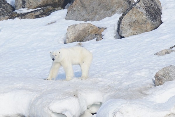 Spitzbergen Segel- & Wander-Expedition im arktischen Hochsommer – für aktive Menschen von 