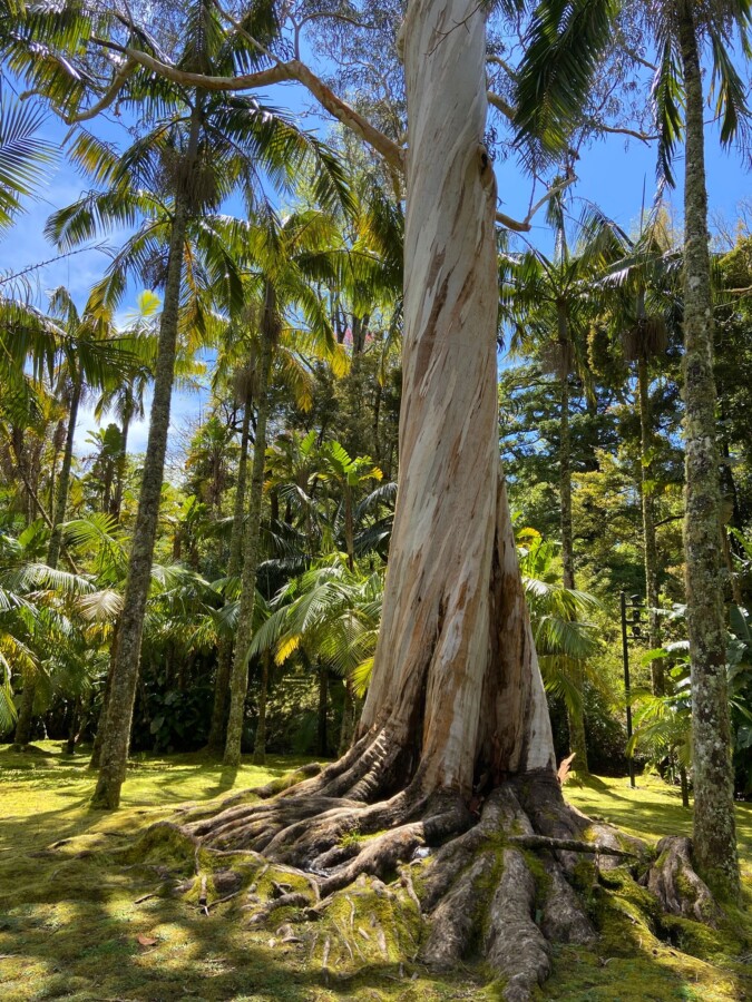 Dream trip in the Azores archipelago; Only 1 – 2 places left by