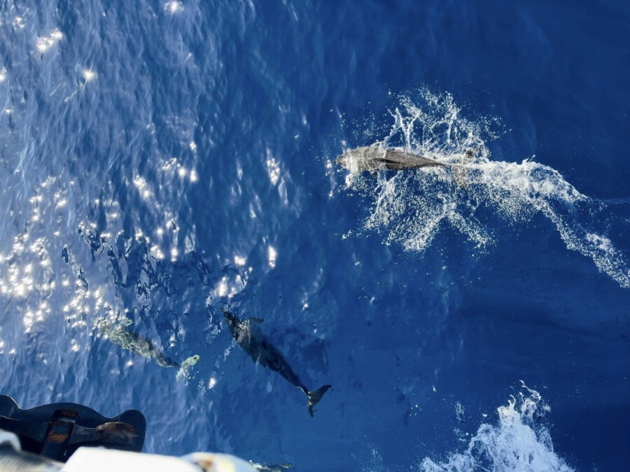 Christmas sailing voyage Atlantic – Funchal, Madeira by