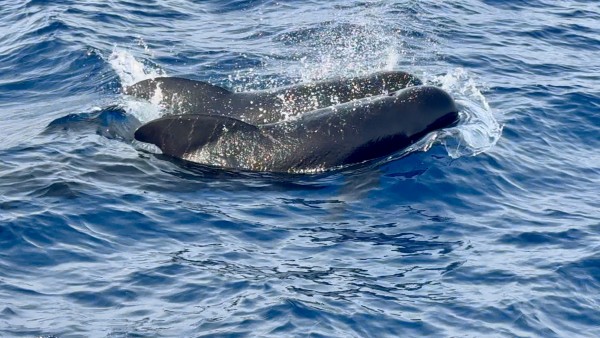 150sm Inselhopping-Törn von Las Palmas (Gran Canaria) nach Playa Blanca (Lanzarote) von 
