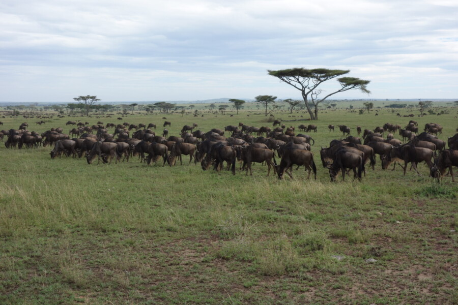 Cabin charter Zanzibar in the Indian Ocean – with optional safari by