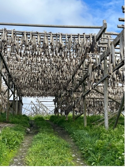 NORWEGEN Segeltraum nördlich des Polarkreises – Mitternachtssonne, Wale & wilde Fjorde NORWEGEN Segeltraum nördlich des Polarkreises – Mitternachtssonne, Wale & wilde Fjorde von