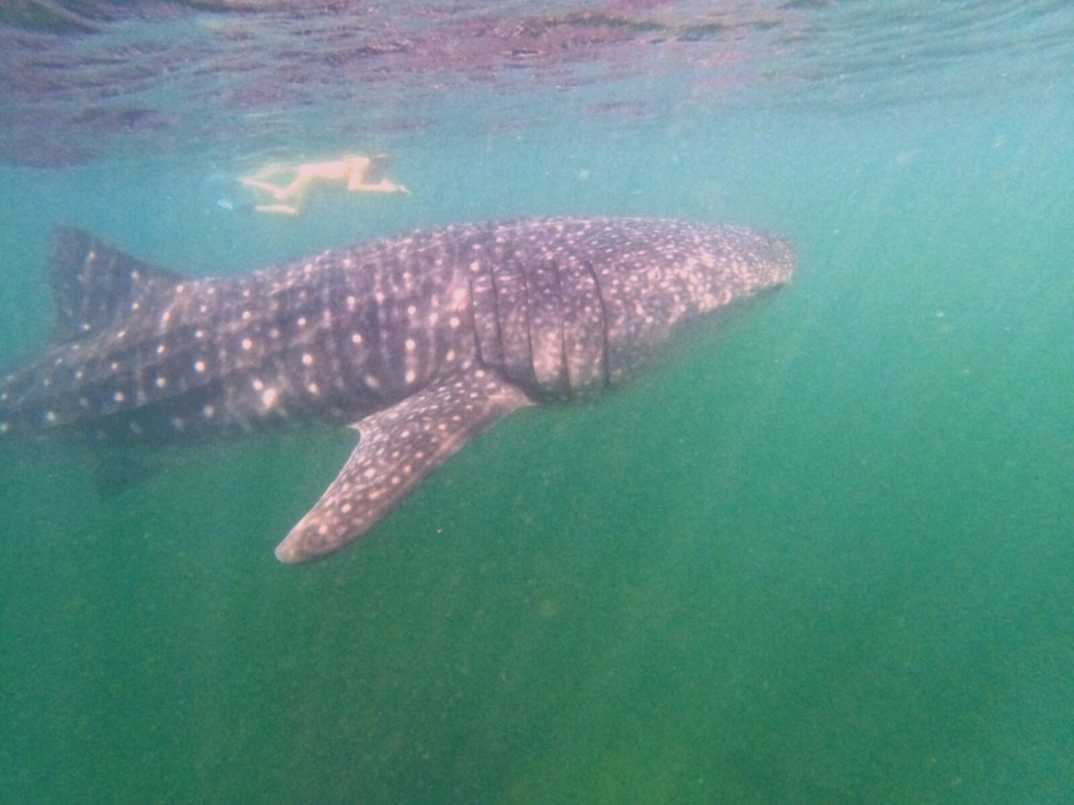 PANAMA LAS PERLAS ARCHIPEL ISLAND HOPPING AT ITS VERY BEST by