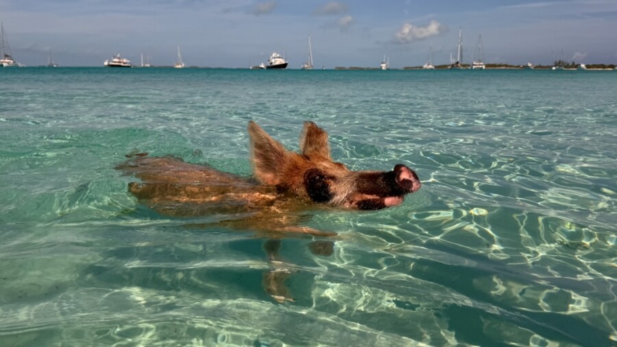 Bahamas Calling – 14-day sailing adventure in the aquarium of the Caribbean by