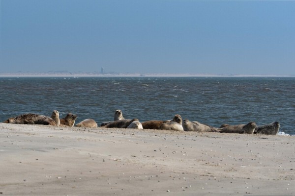 Meilentörn Amsterdam – Cuxhaven von AbenteuerSegeln