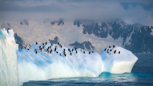 Sail & Fly Antarktis: Expeditionssegeln zu Pinguinen, Walen & Eisbergen von 