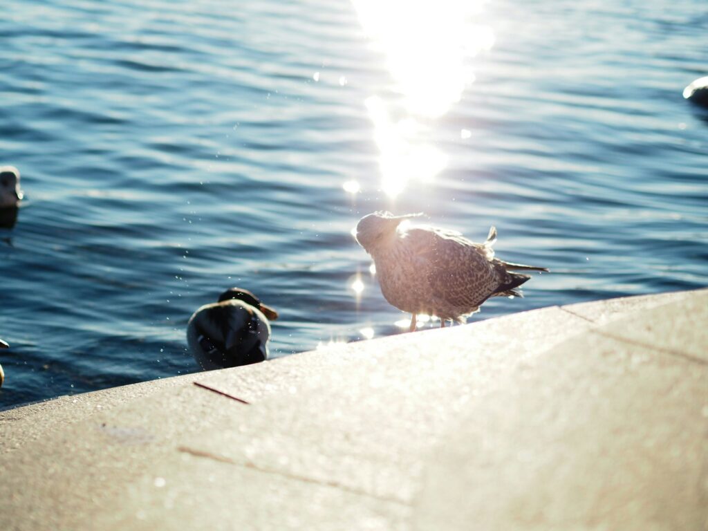 Möwe an der Kaimauer in Eckernförde im Gegenlicht