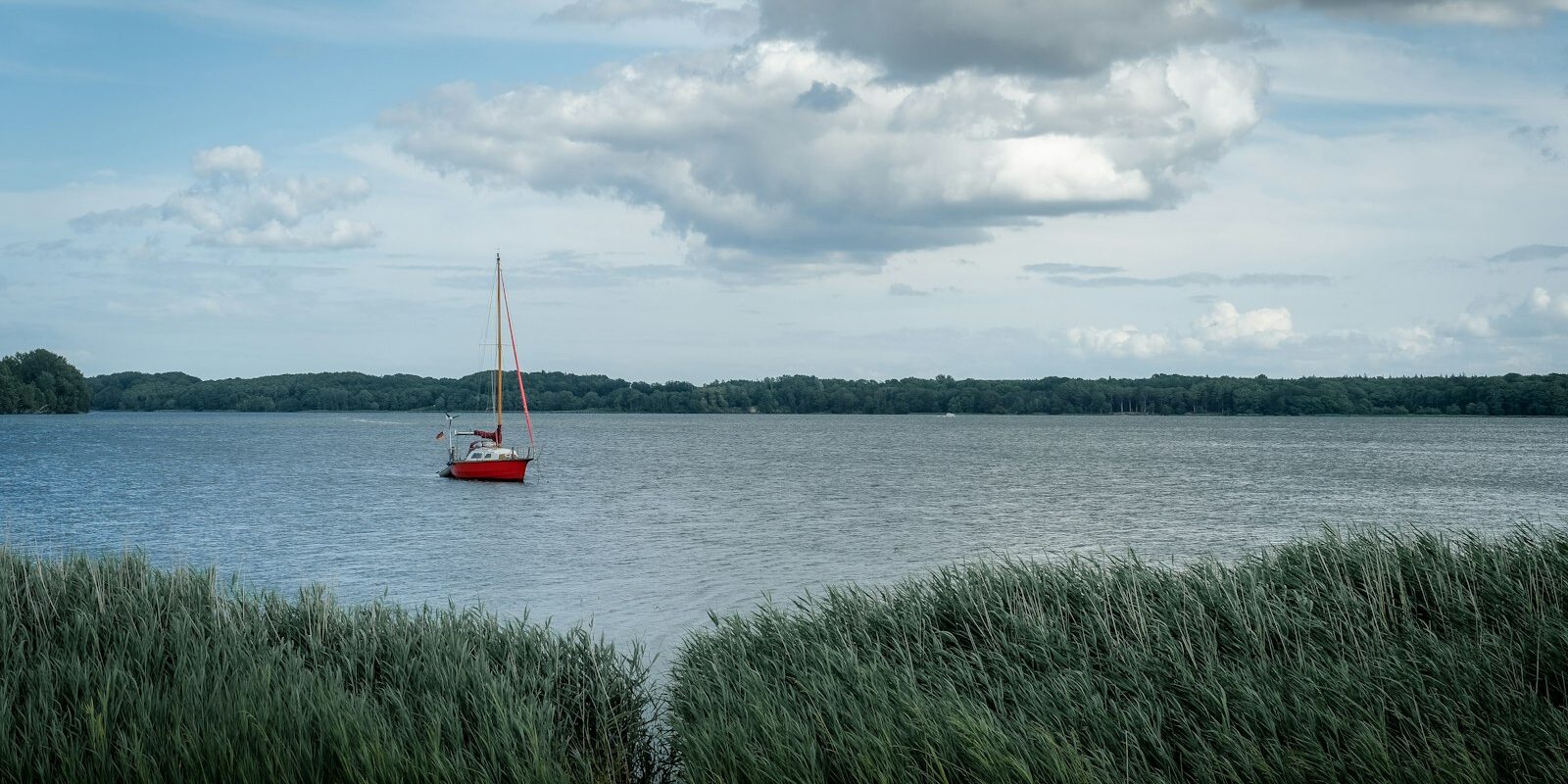 Segelboot auf der Schlei, im Vordergrund Schilf