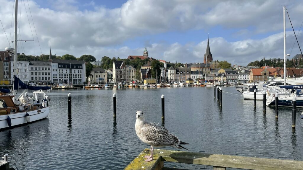 Möwe auf einem Pfahl im Hafen von Flensburg